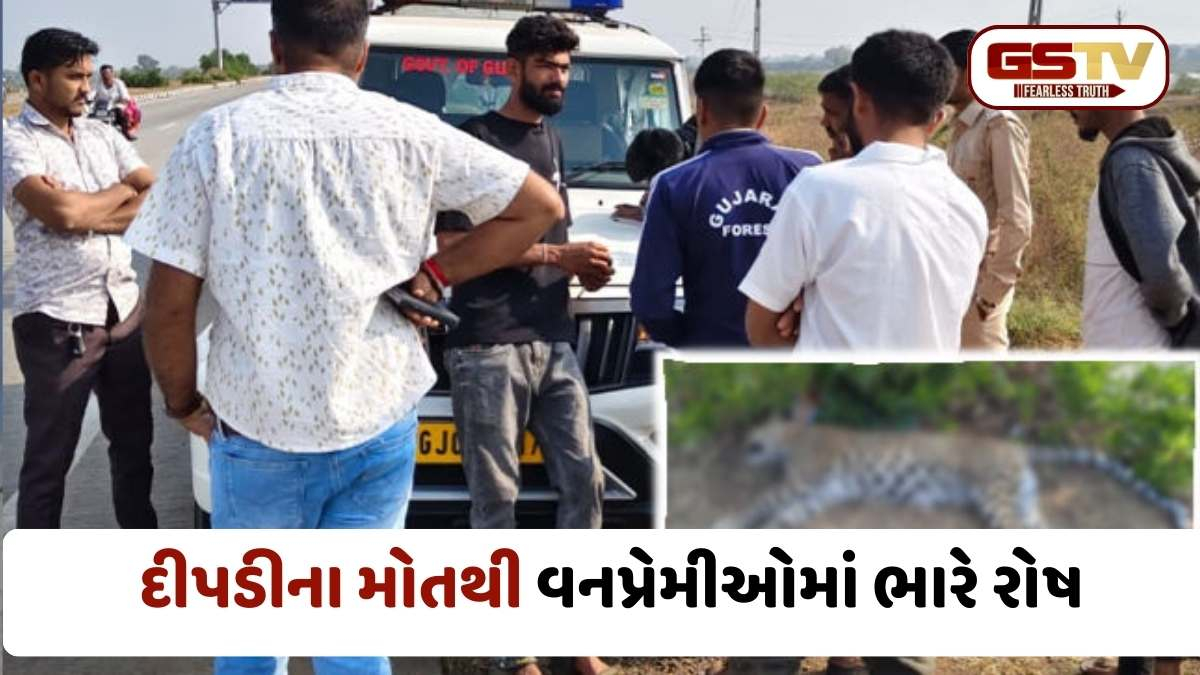Amreli news: સિંહ બાદ હવે દીપડીનો ભોગ લેતો ભાવનગર-સોમનાથ હાઈવે, અજાણ્યા વાહન ચાલકે ટક્કર મારી દીપડીને મોતને ઘાટ ઉતારી