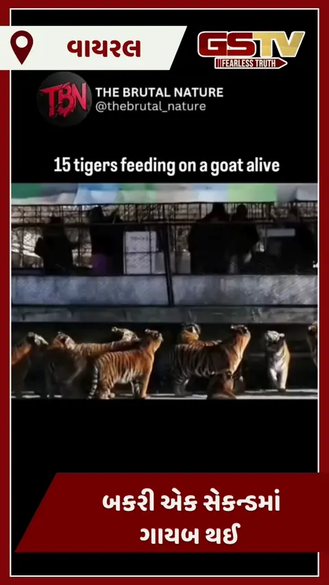 VIDEO : 15 વાઘના ઝુંડમાં ફેંકી જીવતી બકરી, પછી ખેલ ખતમ, જુઓ ભયાનક દૃશ્યો