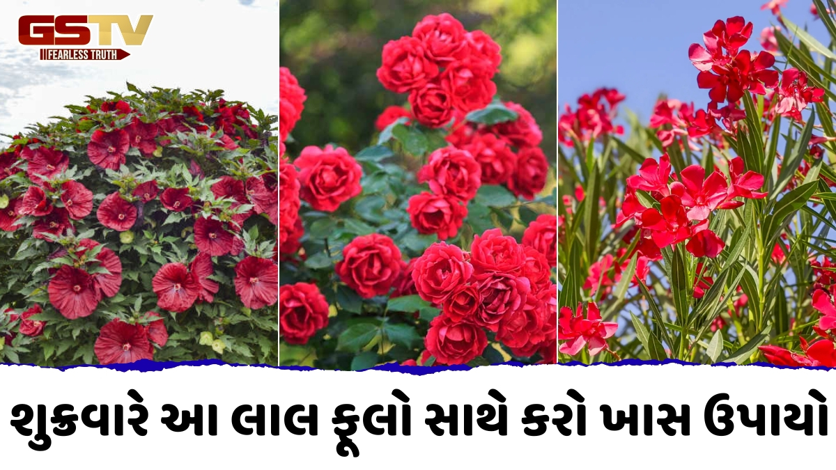 Religion: શુક્રવારે લાલ ફૂલો સાથે કરો આ ઉપાયો, દૂર થશે તમારી બધી આર્થિક સમસ્યાઓ!