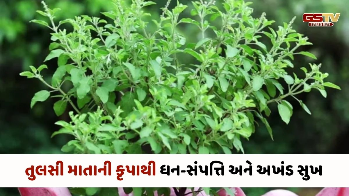 Religion : તુલસીના ચમત્કારિક ઉપાયો, વ્યવસાયમાં બમણી થઈ શકે છે કમાણી