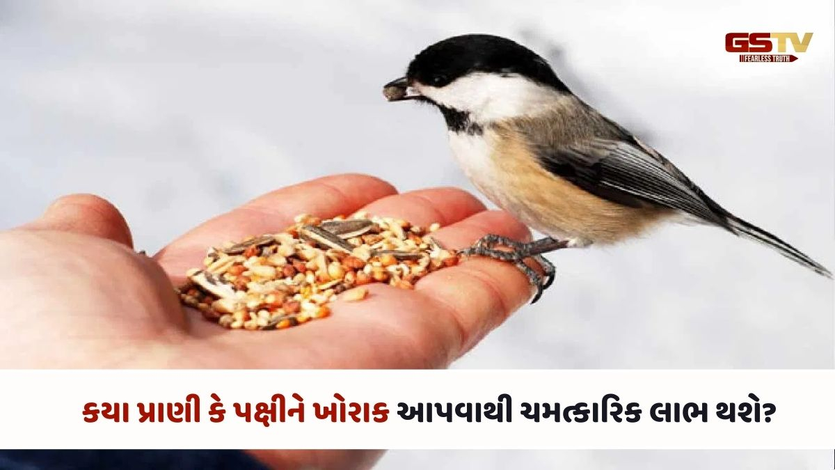 Religion : કયા પ્રાણી કે પક્ષીને ખોરાક આપવાથી ચમત્કારિક લાભ થશે?