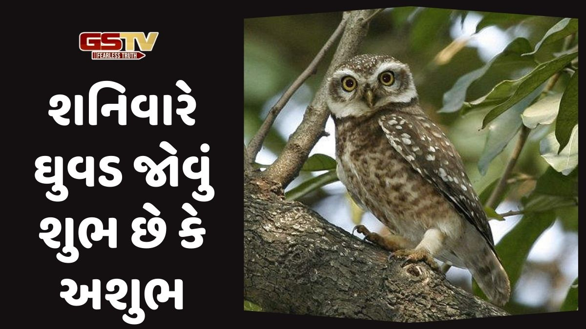 Religion : શનિવારે ઘુવડ દેખાય તો ગભરાશો નહીં, જાણો તેની સત્યતા