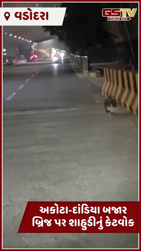 Vadodara: અકોટા-દાંડિયા બજાર બ્રિજ પર શાહુડીનું કેટવોક, અનોખો નજારો જોઈ વાહનચાલકો રોમાંચિત