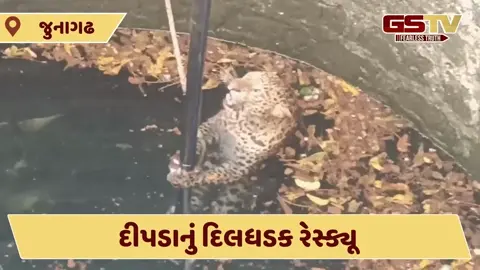 Video: માણાવદરમાં દીપડો કૂવામાં ખાબક્યો, ભારે જહેમત બાદ વન વિભાગ દ્વારા કરાયું રેસ્ક્યૂ