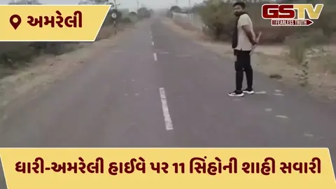 અમરેલી: હાઈવે પર એકસાથે 11 સિંહો ઉતરી આવતા વાહનચાલકો થંભી ગયા, ધારી પાસે સિંહોના રોડ ક્રોસિંગનો VIDEO Viral