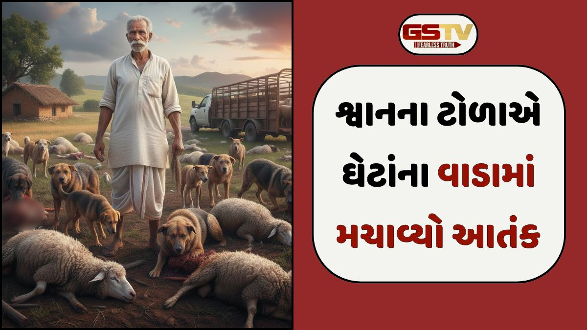 Botad news: 8 શ્વાનોએ 40 ઘેટાંઓને ફાડી ખાધા, યોગ્ય વળતર ચૂકવવા પશુમાલિકની માંગ