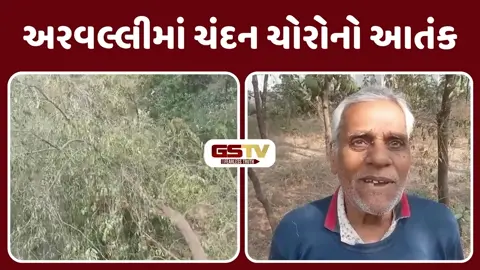 VIDEO: અરવલ્લીમાં 'પુષ્પા' સ્ટાઈલ તસ્કરી: માલપુરમાં રાત્રે 4 લાખના ચંદન ચોરી તસ્કરો ફરાર, ખેડૂતોમાં ફફડાટ
