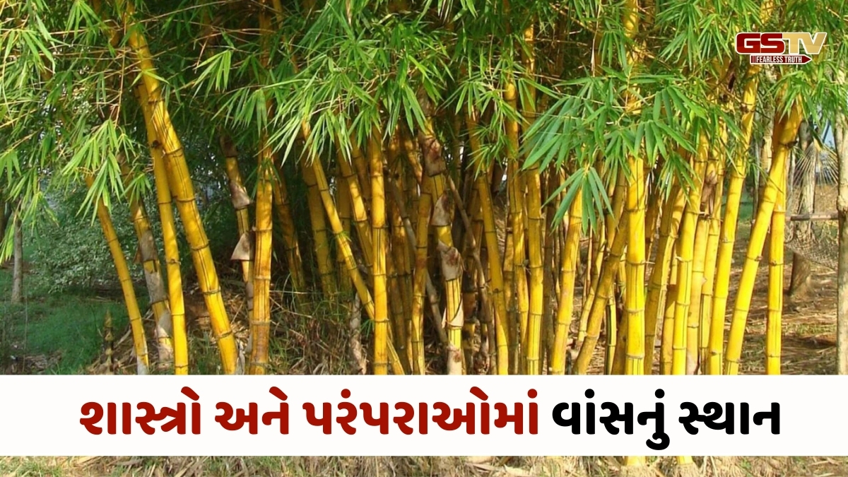Religion: વાંસ કેમ બાળવામાં આવતો નથી? જાણો આ પાછળનું ધાર્મિક મહત્ત્વ
