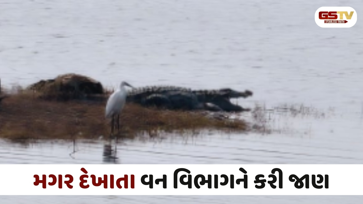 Aravalli news: ગોવિંદપુર તળાવમાં મગર દેખાતા ફફડાટ, પશુપાલકો અને ગ્રામજનોમાં ભયનો માહોલ