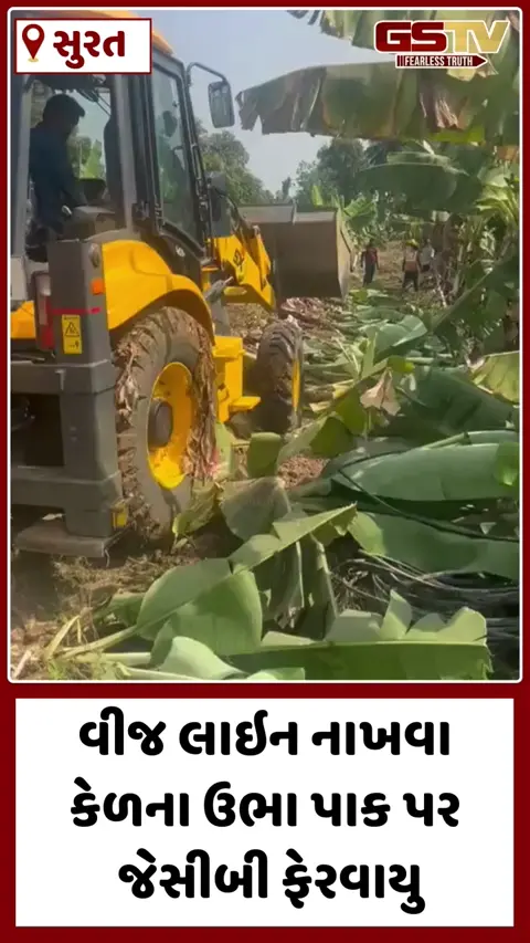 Surat: બારડોલીમાં વીજ લાઇન નાખવા કેળના ઉભા પાક પર જેસીબી ફેરવાયુ,પાવર ગ્રીડ સામે ખેડૂતોનો રોષ