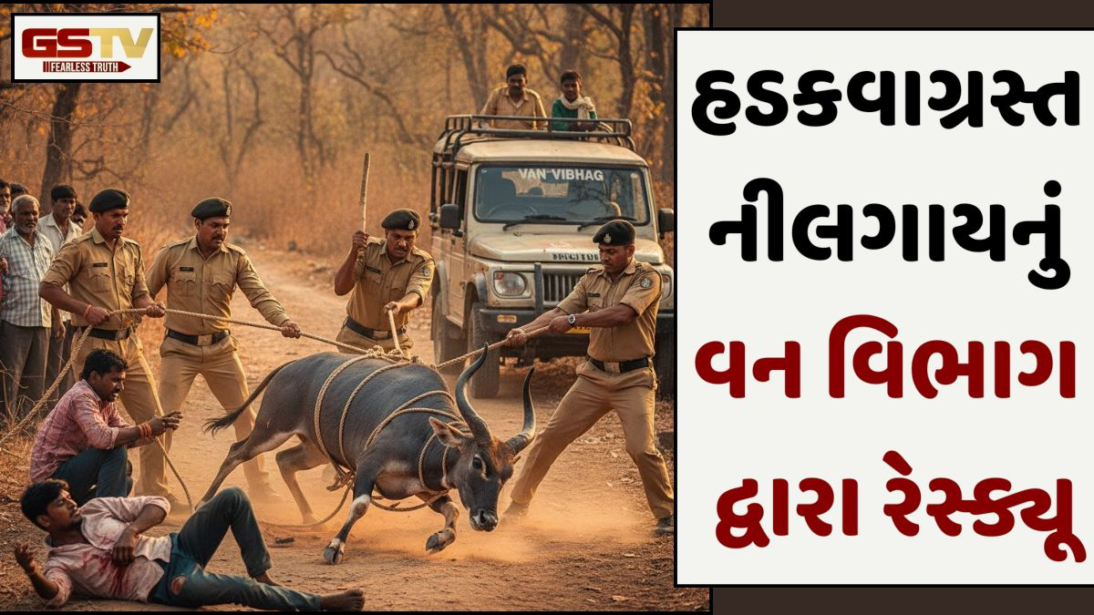 Amreli news: હડકવા ઉપડેલી નીલગાયે બે વ્યક્તિ પર કર્યો હુમલો, વનવિભાગે ભારે જહેમત બાદ પાંજરે પૂરી