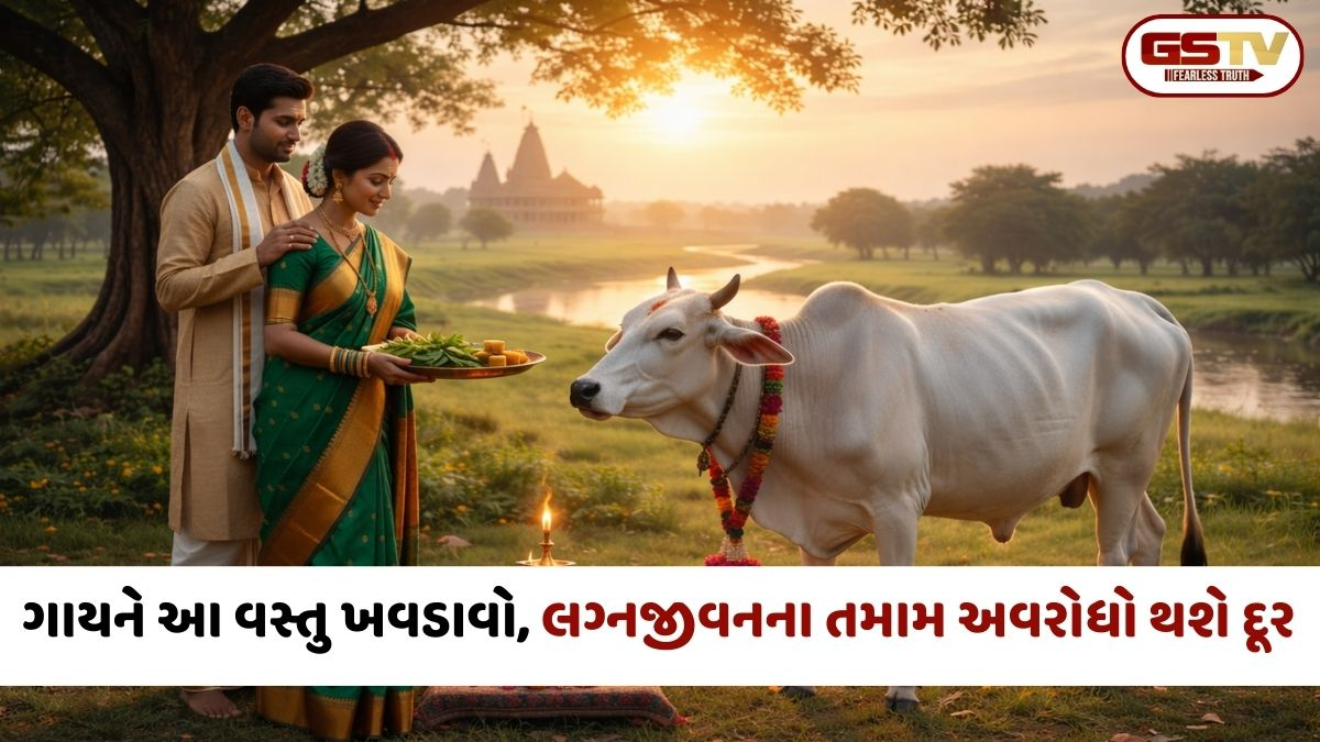 જો લગ્નજીવનમાં અવરોધો આવી રહ્યા હોય તો આ દિવસે ગાયને ખવડાવો, દરેક મુશ્કેલી થશે દૂર