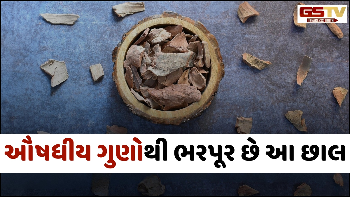 Health: બ્લડ પ્રેશર અને કોલેસ્ટ્રોલને કંટ્રોલ કરશે આ વૃક્ષની છાલ, હૃદય સંબંધિત જોખમને ઘટાડવામાં પણ છે અસરકારક