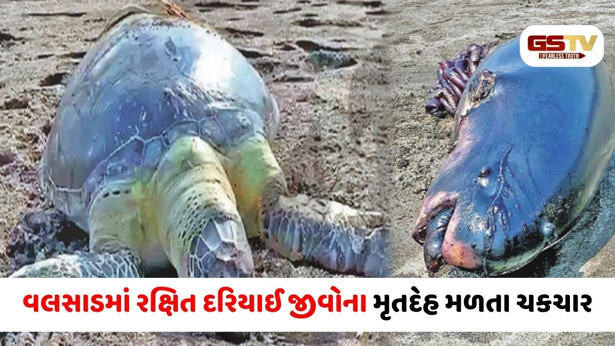 ઇકોસિસ્ટમ પર ખતરો: Valsad ના દરિયાકાંઠે દુનિયાની સૌથી નાની વ્હેલ અને મહાકાય કાચબો મૃત મળ્યાં