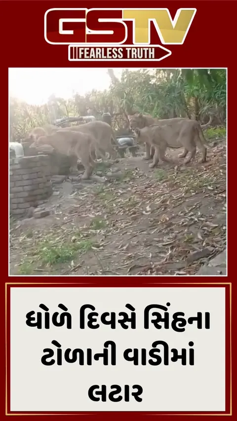 Video/ Amreliના હુડલીમાં 7 સિંહોએ વાડીના અવેડા પર આવી તરસ છીપાવી