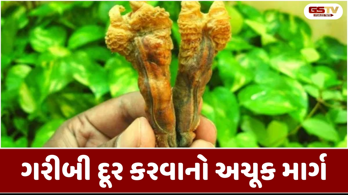 Religion : નસીબ ખોલી દેશે આ જડીબુટ્ટી: જાણો કયા મૂળમાં છુપાયેલું છે કુબેરનું ધન