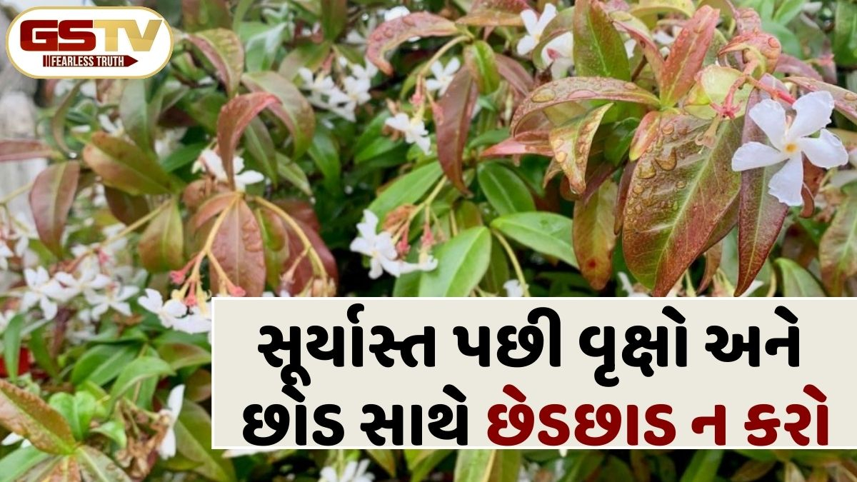 સાંજે ફૂલો અને પાંદડા કેમ ન તોડવા જોઈએ? જાણો ધાર્મિક અને વૈજ્ઞાનિક કારણો