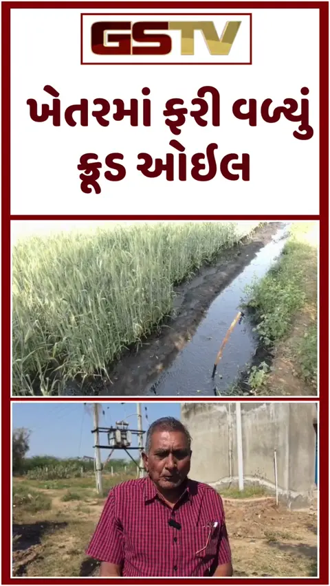 Mehsana: ONGCની પાઇપલાઇનમાં લીકેજ થતા ખેતરમાં ફરી વળ્યું ક્રૂડ ઓઇલ; ઘઉંનો પાક થયો બરબાદ