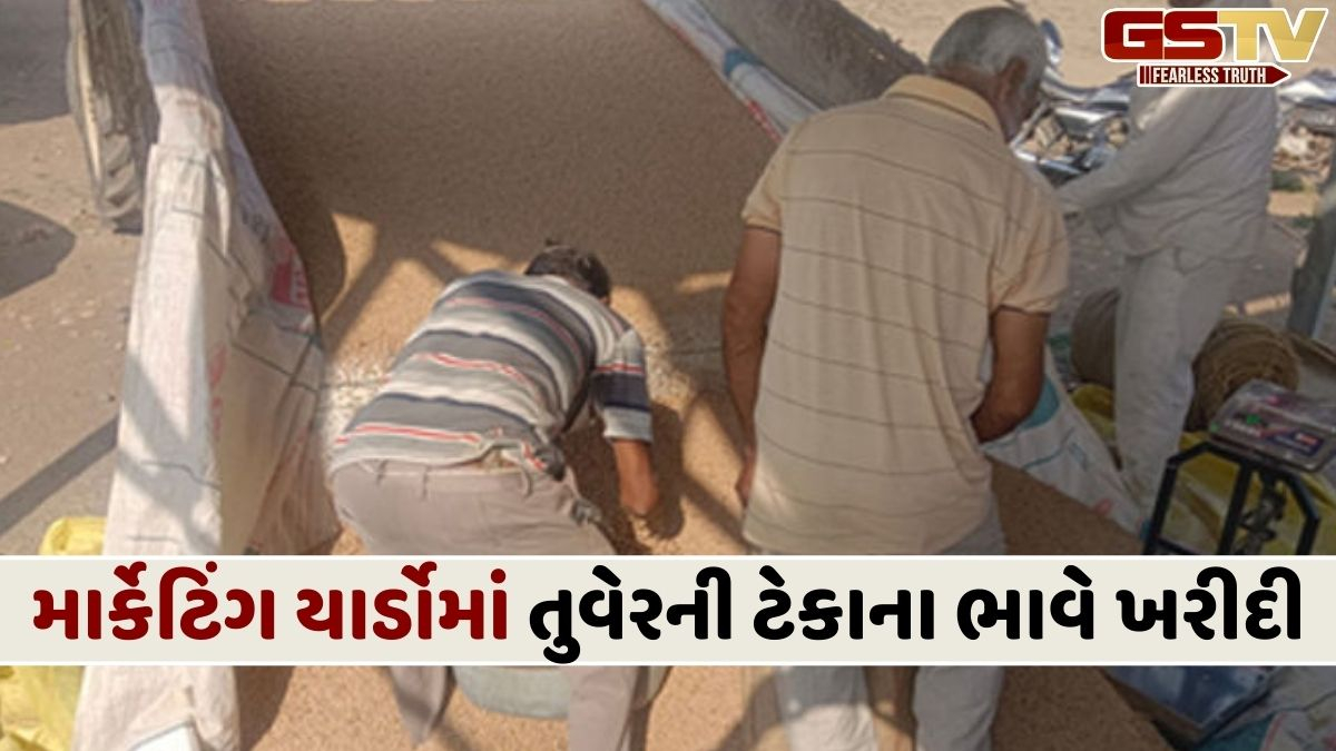 Amreli News: રૂ.1600ના ભાવે તુવેરની ટેકાના ભાવે ખરીદી પ્રક્રિયા શરૂ, ખેડૂતોમાં ખુશી છવાઈ
