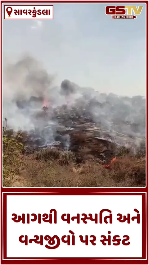 VIDEO: સાવરકુંડલાના સેંજળ રેવન્યુ વિસ્તારમાં ભીષણ આગ, સિંહોના સામ્રાજ્ય પર તોળાતું જોખમ