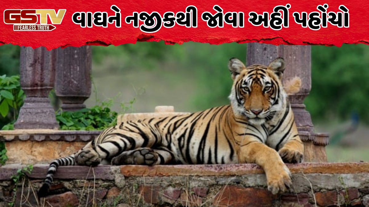 Travel / માર્ચ મહિનામાં વધી જાય છે વાઘ જોવાની શક્યતા, જંગલ સફારી માટે બેસ્ટ છે રાજસ્થાનની આ જગ્યા