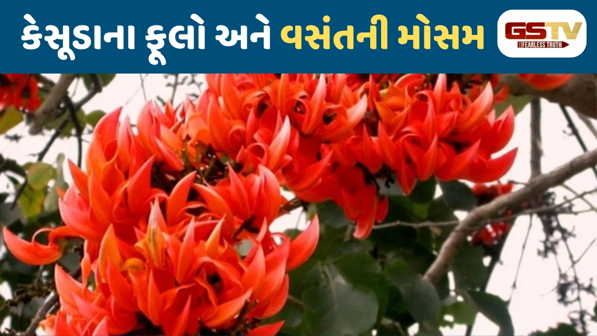 Sahiyar / કેસરી રંગે રંગાયું વનરાવન: વસંતના વધામણાં કરતા પુષ્પનું મહત્ત્વ
