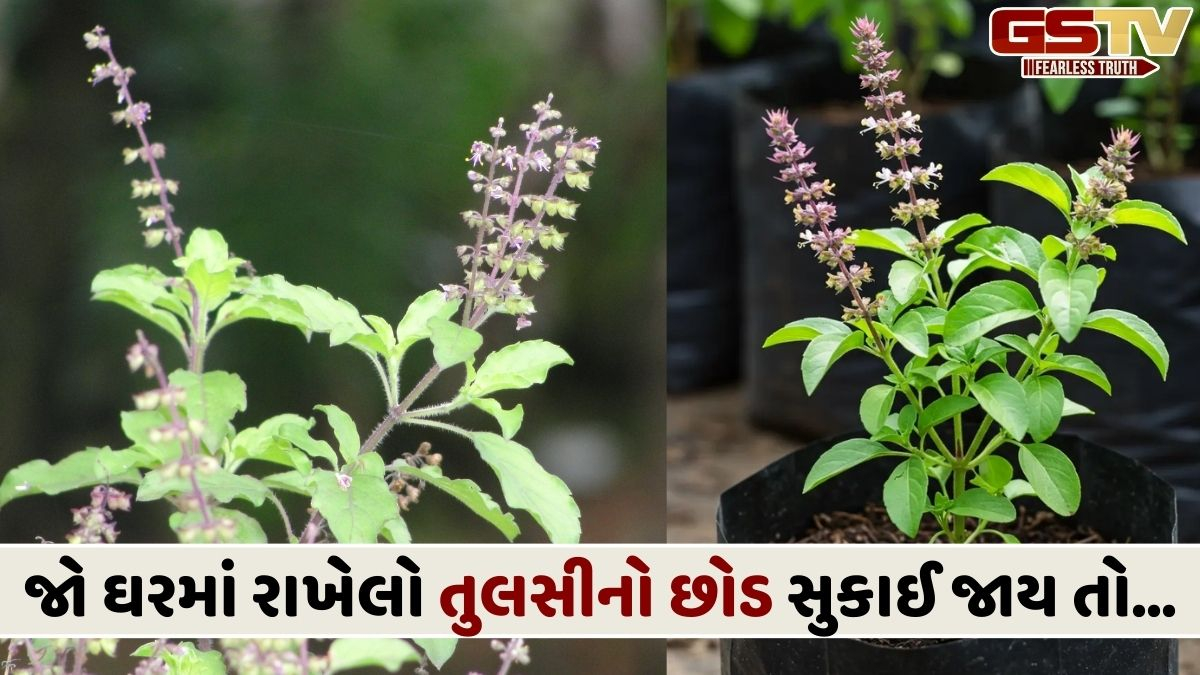 જાણો રાત્રે ઓશિકા નીચે તુલસીના પાન રાખવાથી સૂવાના ફાયદા, તમે પણ ઘરે લઈ આવશો તુલસીનો છોડ