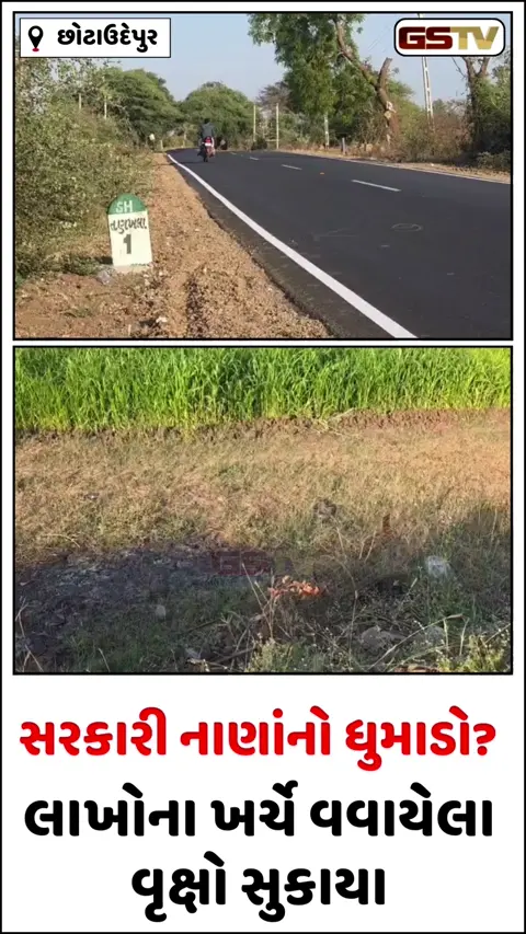 Video/ Chhota Udaipurના નસવાડીમાં વનવિભાગની ઘોર બેદરકારી, લાખોના ખર્ચે વવાયેલા વૃક્ષો સુકાયા
