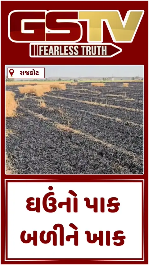 Video: ટ્રાન્સફોર્મરમાં શોર્ટ સર્કિટ થતા 14 વીઘા ઘઉંનો પાક બળીને ખાક, 4 મહિનાની કાળી મજૂરી બાદ ખેડૂતને લાખોનું નુકસાન