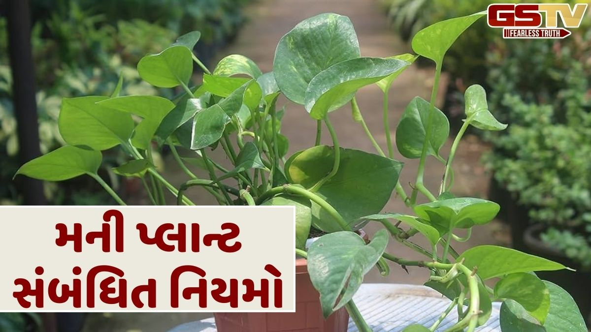 મની પ્લાન્ટ્સ પૈસા ઉગાડતા નથી, તો તેનું નામ આવું કેમ રાખવામાં આવ્યું? અહીં જાણો