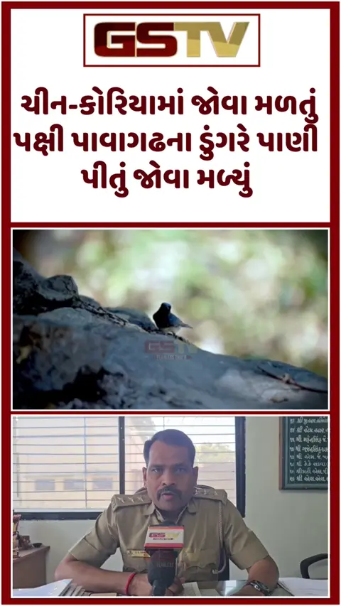 VIDEO: પાવાગઢના ડુંગરે સર્જાયો ઈતિહાસ: ભારતમાં ક્યારેય ન દેખાયેલું જાપાનીઝ પક્ષી 'બ્લુ એન્ડ વ્હાઈટ ફ્લાયકેચર' પહેલીવાર જોવા મળ્યું