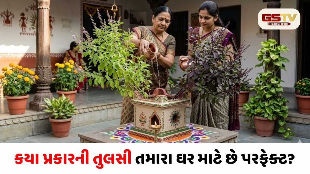 Religion/રામ કે શ્યામા? ઘરમાં કયા પ્રકારની તુલસી વાવવી સૌથી વધુ શુભ? જાણો શું કહે છે વાસ્તુ શાસ્ત્ર