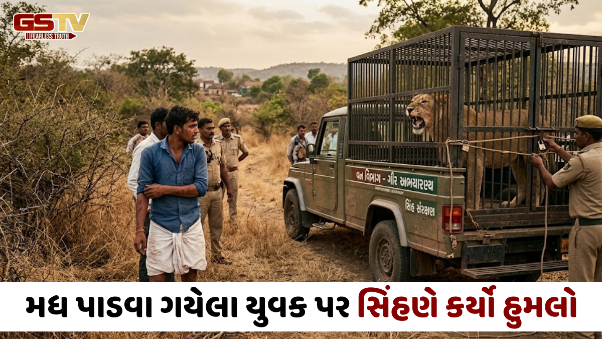 Gir Somnath news: મધ પાડવા ગયેલા યુવક પર સિંહણનો જીવલેણ હુમલો, સ્થાનિકોએ બૂમાબૂમ કરતાં માંડ જીવ બચ્યો
