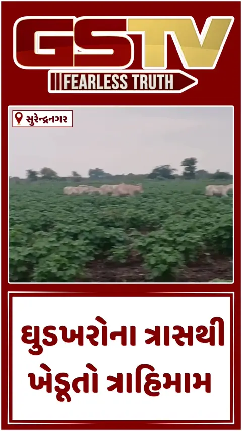 VIDEO: ખેતરમાં ઘુડખરના ત્રાસને લઈ તંત્રએ પગલાં ન લેતા ખેડૂતોમાં રોષ, 25 માર્ચે કરશે મહાસભાનું આયોજન