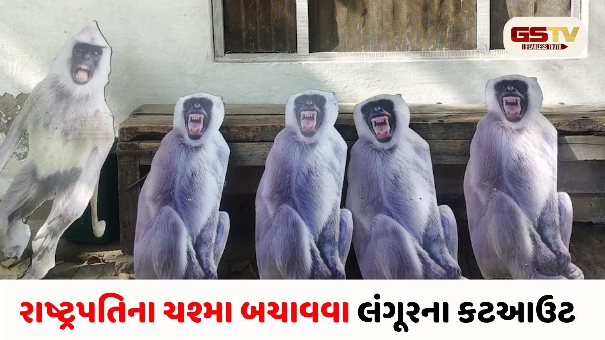 રાષ્ટ્રપતિ મુર્મુના ચશ્મા બચાવવા માટે અનોખો જુગાડ: વૃંદાવનમાં વાંદરાઓને ભગાડવા લાગશે લંગૂરના કટઆઉટ