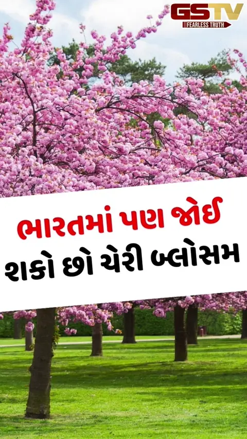 VIDEO: વિદેશમાં જ નહીં ભારતમાં પણ જોઈ શકો છો ચેરી બ્લોસમના અદ્ભુત દૃશ્યો, આ સ્થળોની લો મુલાકાત