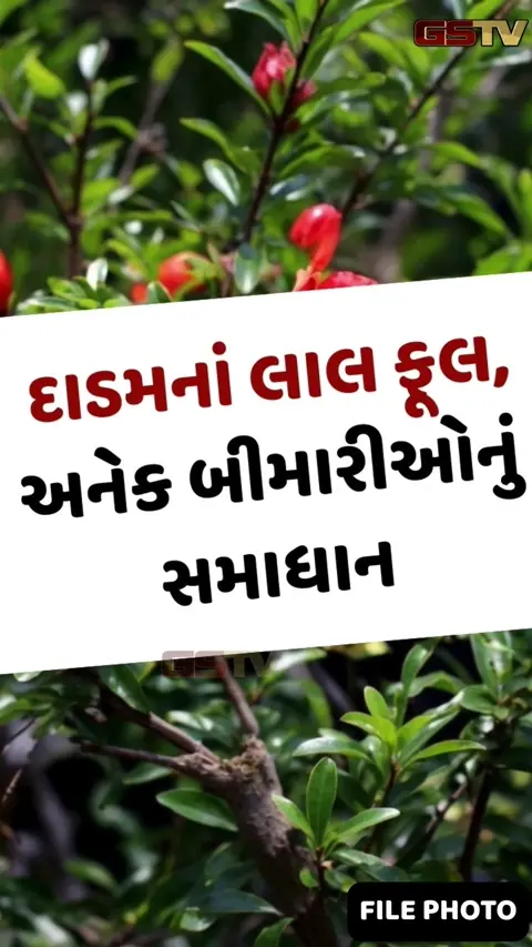VIDEO : કુદરતનું અનોખું વરદાન: દાડમનાં લાલ ફૂલ અનેક બીમારીમાં લાભદાયી