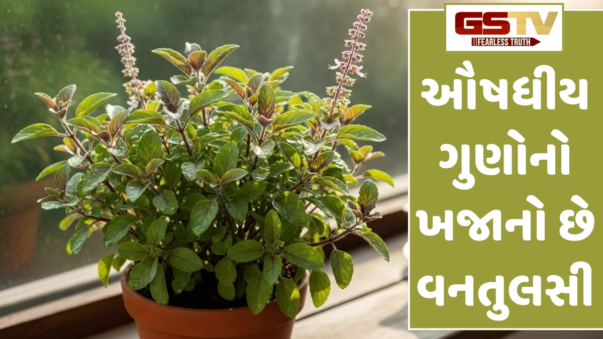 Religion: દેવી દુર્ગાને પ્રિય છે આ ખાસ 'વનતુલસી', અર્પણ કરવાથી ઘરમાં આવશે સકારાત્મક ઉર્જા