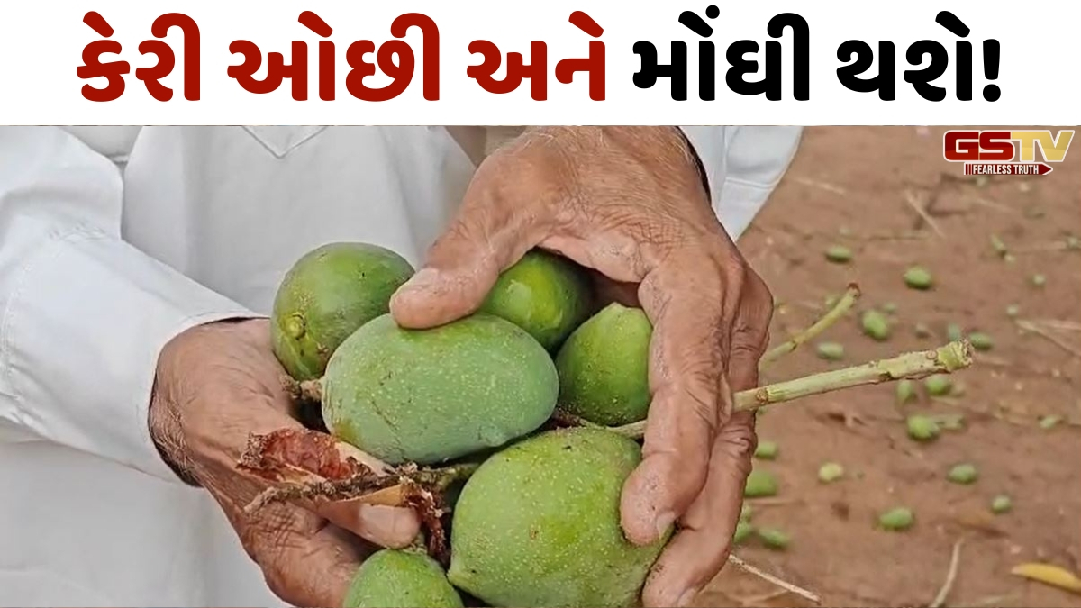 VIDEO: કચ્છમાં કમોસમી વરસાદએ ખેતીમાં વિનાશ વેર્યો, વાવાઝોડામાં ફાલ ખરી પડતા કેરી ઓછી અને મોંઘી થશે!