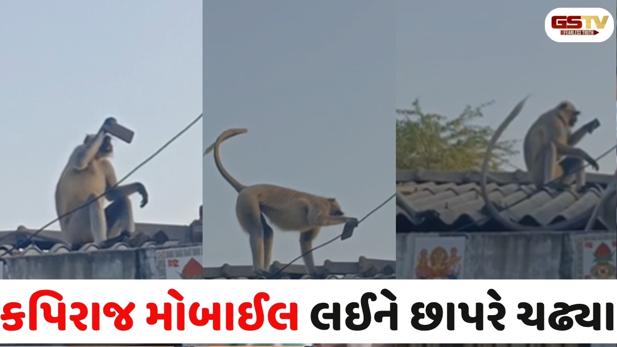 VIDEO: પાટણના અઘાર ગામમાં કપિરાજ સેલ્ફી લેવા મહિલાના હાથમાંથી ફોન ઝૂંટવી છાપરે ચઢી ગયા