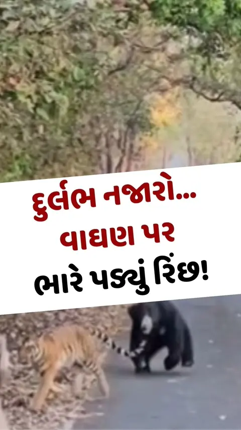 Viral Video: દુર્લભ નજારો... વાઘણ પર ભારે પડ્યું રિંછ!