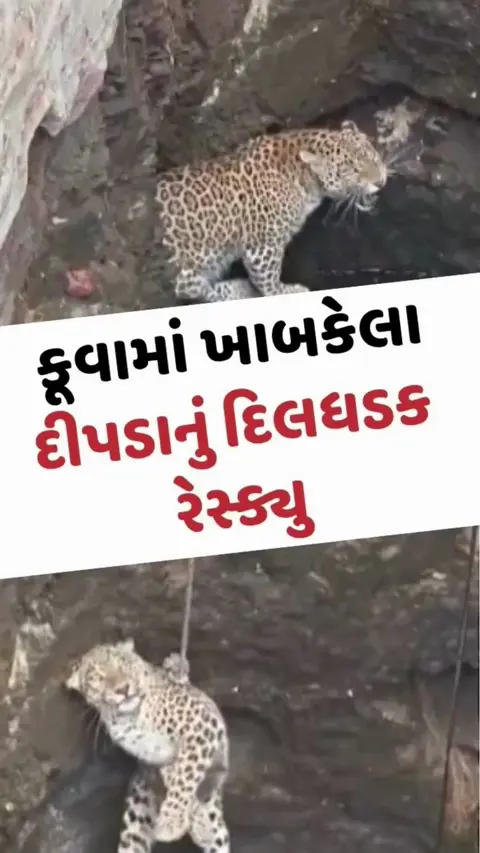 VIDEO: કૂવામાં ખાબકેલા દીપડાનું દિલધડક રેસ્ક્યુ, રેસ્ક્યુ ઓપરેશનનો વીડિયો વાયરલ