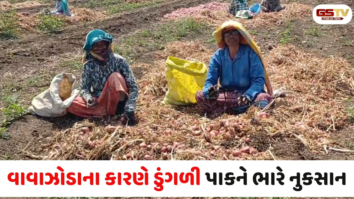 VIDEO: ધોરાજી પંથકમાં કમોસમી વરસાદે ખેડૂતોની કમર તોડી નાખી,  તૈયાર પાક ખેતરોમાં જ સડી રહ્યો છે