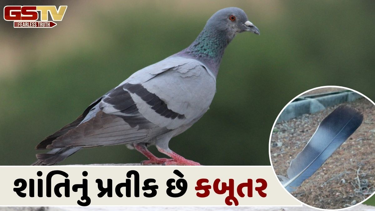 તમારા ઘરના આ ખૂણામાં શાંતિથી કબૂતરનું પીંછું મૂકો, અને પછી જુઓ જાદુ