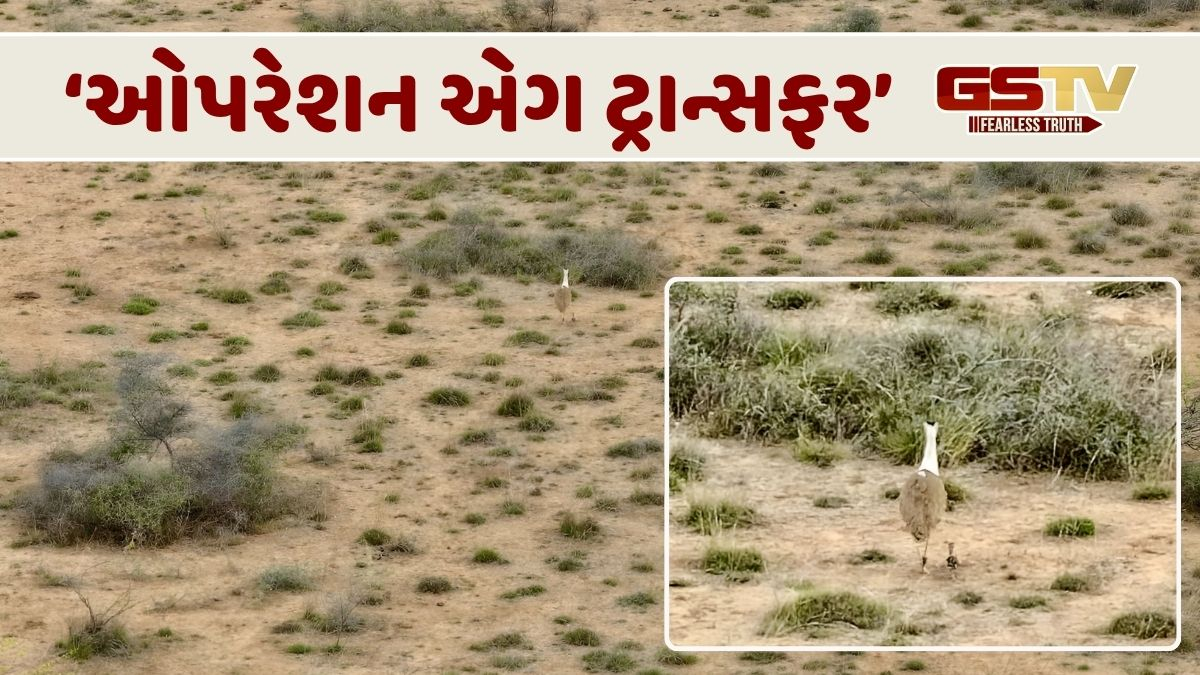 ગૌરવશાળી દિવસ: કચ્છના ઘાસિયા મેદાનમાં એક દાયકા બાદ થયો ઘોરાડના બચ્ચાનો જન્મ