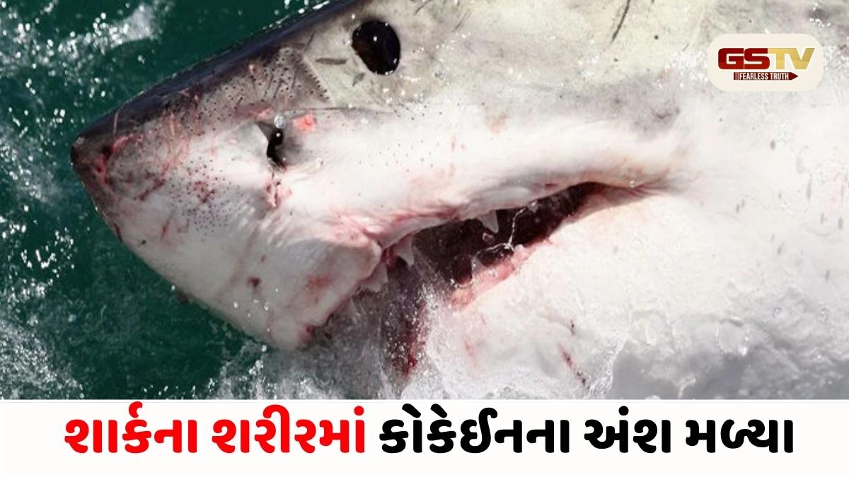 Video/ બ્રાઝિલની શાર્ક ચર્ચામાં: દરિયાઈ પ્રદૂષણને કારણે શરીરમાં કોકેઈનના અંશ મળ્યા