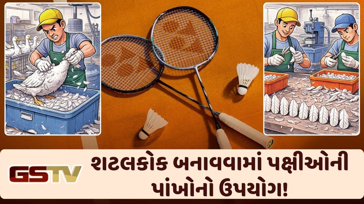 Ravi Purti: બેડમિન્ટનના શટલકોક હંસ અને બતકની પાંખોમાંથી બને છે: 1 કલાકની મહેનત, 8 મિનિટની પ્રોડક્ટ લાઈફ!