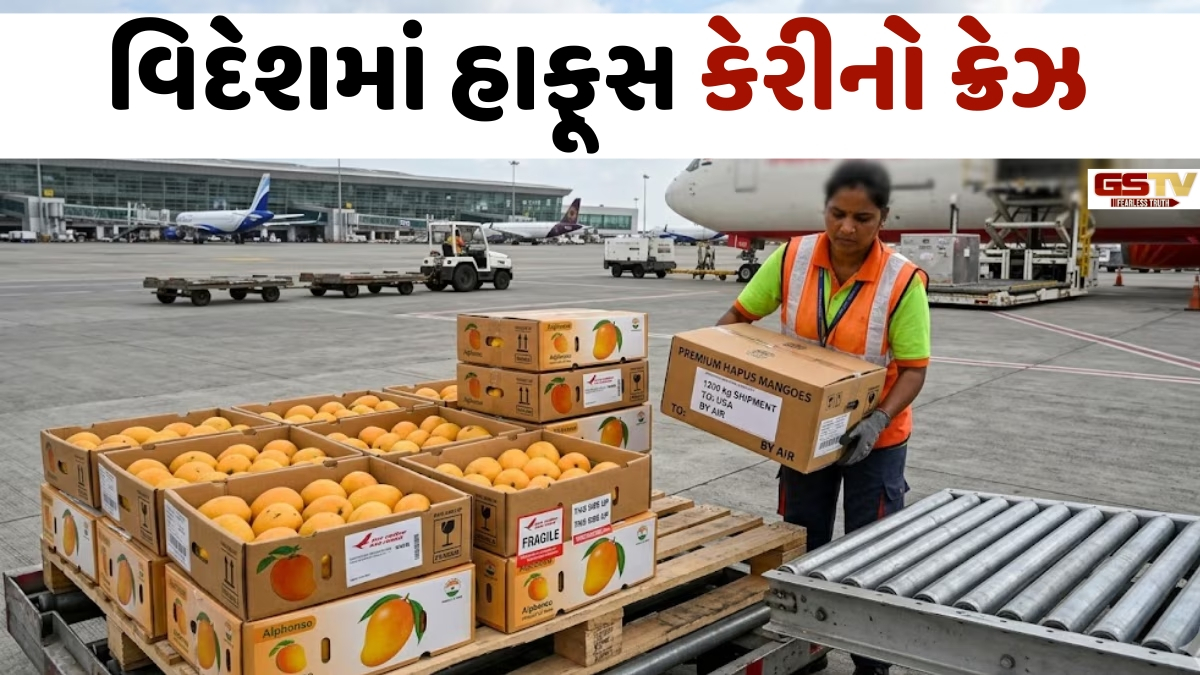 વિદેશમાં હાફૂસ કેરીનો ક્રેઝ, યુએસ-ઈરાન તણાવ વચ્ચે નવી મુંબઈથી અમેરિકા માટે પ્રથમ શિપમેન્ટ રવાના
