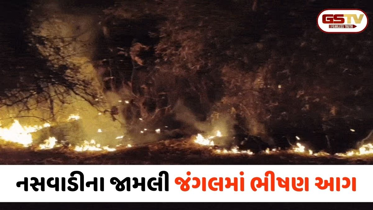 VIDEO: Chhota Udaipur / નસવાડીના જામલી જંગલમાં ભીષણ આગ, અસંખ્ય વન્યજીવોના મોતથી વનવિભાગ ચિંતિત!