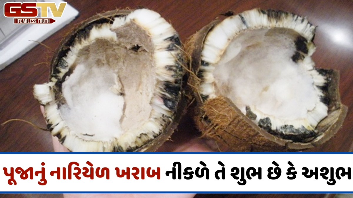 પૂજા દરમિયાન નારિયેળ બગડવું શુભ છે કે અશુભ? અહીં જાણો સંકેતનો અર્થ